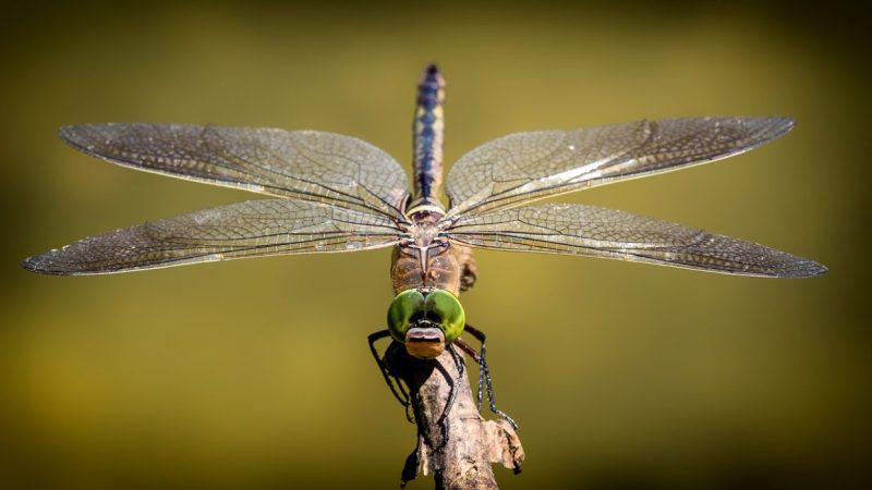 English Rivers See Lower Metal Pollution, Flourishing Insect Life