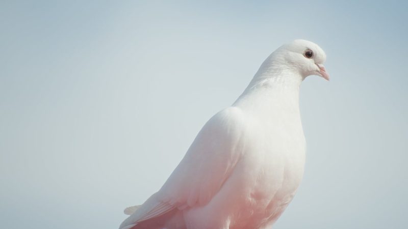 Pigeons, AI, and Cognitive Resemblances