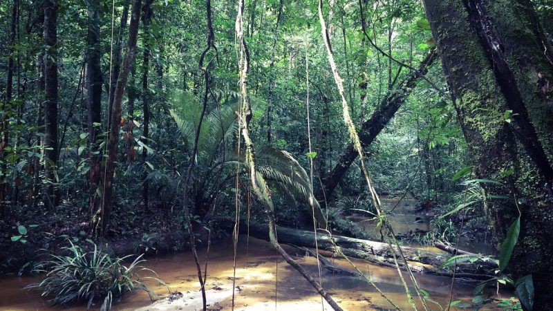 Brazil’s Plan to Dredge the Amazon: A Desperate Move with Ecological Consequences?