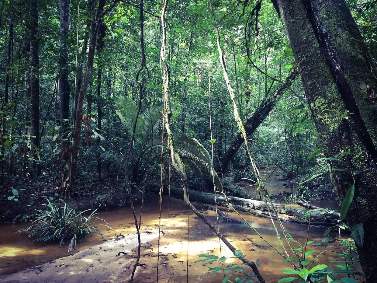 Brazil’s Plan to Dredge the Amazon: A Desperate Move with Ecological Consequences?