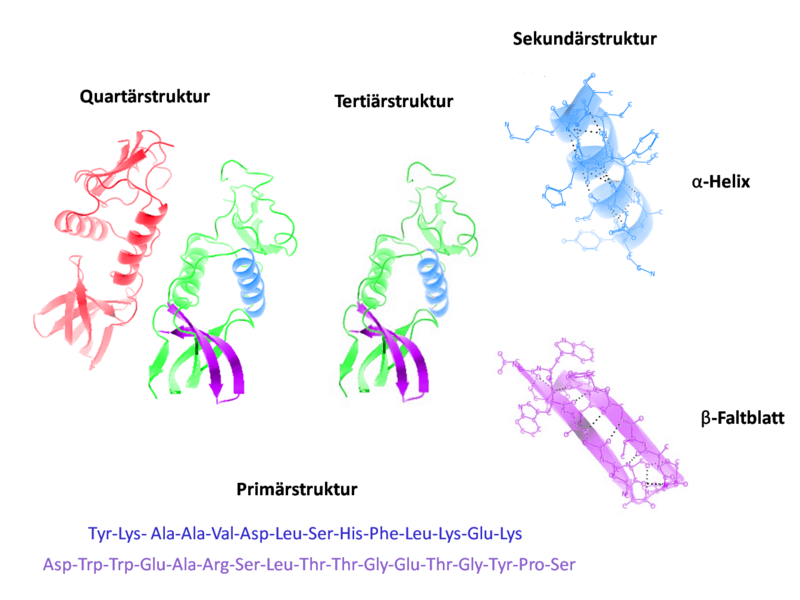 Alpha Fold 2 Protein Structure predictions