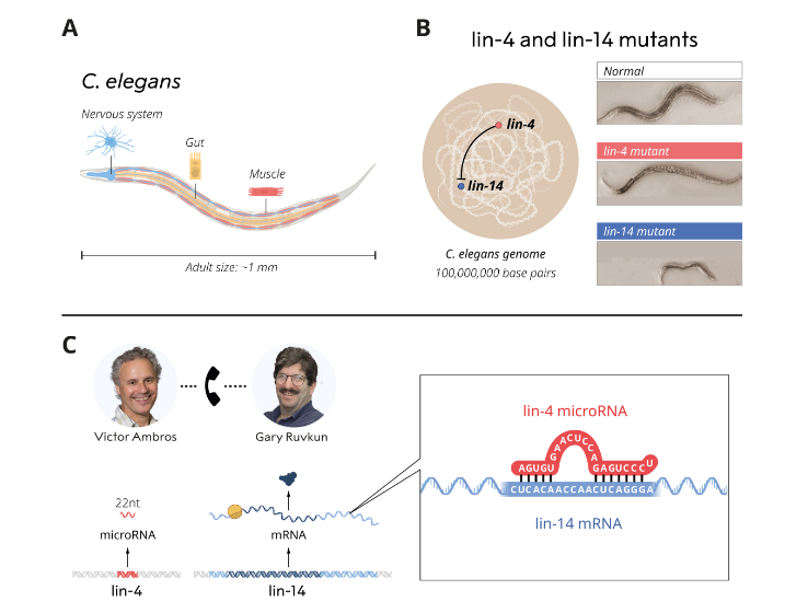 Ambros & Ruvkun's MicroRNA Breakthrough Wins 2024 Nobel Prize in