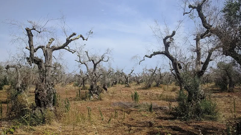 Xylella Fastidiosa: A Billion-Euro Crisis Brewing in Europe’s Olive Groves