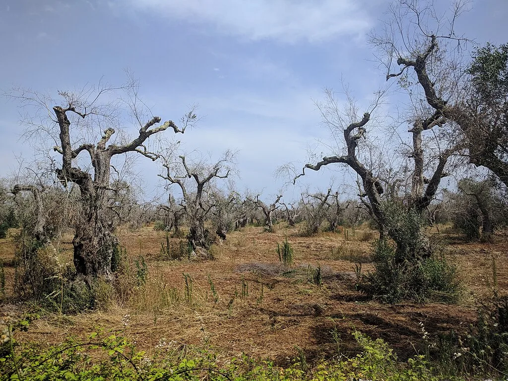 Xylella Fastidiosa: A Billion-Euro Crisis Brewing in Europe’s Olive Groves