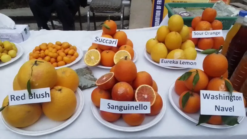 A Taste of Pakistan: The Rich Variety of Its Citrus Heritage